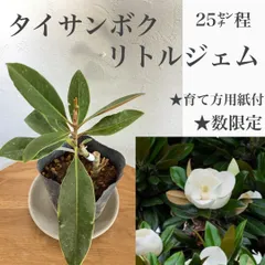 2024年最新】泰山木の花の人気アイテム - メルカリ