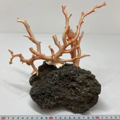 本桃色珊瑚原木　1378g/最大高さ約29㎝　東Y7-0821④タルオ 本桃色珊瑚原木 1378g/最大高さ約29㎝ 東Y7-0821④タルオ 桃