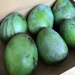 谷平様専用】新鮮な摘果マンゴー グリーンマンゴー 大量セット9.5kg