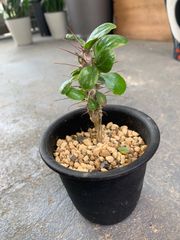 フォークイエリア　フォルモサ　３号鉢　塊根　塊根植物　コーデックス
