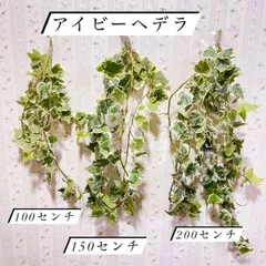 〜アイビーへデラ〜カット苗(箱に入れての発送)200センチのサムネイル