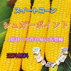 とうもろこしの種　トウモロコシ　スイートコーン　野菜