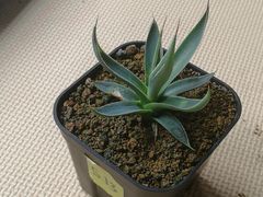 アガベ王妃笹の雪90サイズ抜き苗1株(鉢などは付きません)プランツタグつきS13