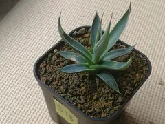 2025年最新】アガベ 王妃笹の雪 a型の人気アイテム - メルカリ