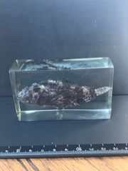 樹脂標本（魚類）