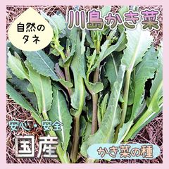 【国内育成・採取】 川島かき菜 家庭菜園 種 タネ かき菜 野菜