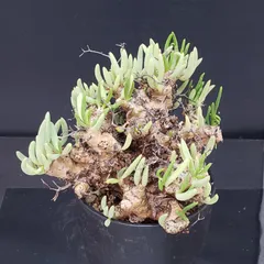 2025年最新】万物 チレコドンの人気アイテム - メルカリ