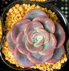 【SALE】ウィッシュ　韓国苗　多肉植物