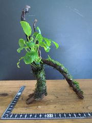 305．流木付き水草 アヌビアスナナ 南米ウィローモス