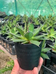 2024年最新】AGAVE horridaの人気アイテム - メルカリ