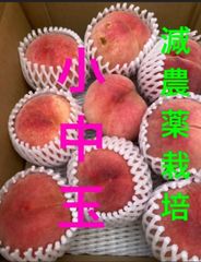 クールメルカリ便　全国一律減農薬栽培山形県東根市産　桃　青空娘桃　小中玉　2キロ 箱満タン