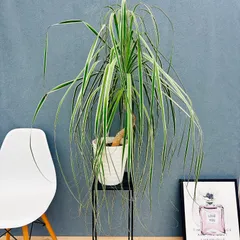 2026年最新】ノリナ 斑入りの人気アイテム - メルカリ