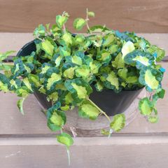 観葉植物　プミラ　月夜の光　2ポットset