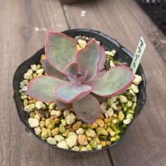 レインドロップス 抜き苗 1ポット ゆうパケットプラス発送 多肉植物