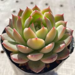ピンクアレックス　多肉植物　エケベリア