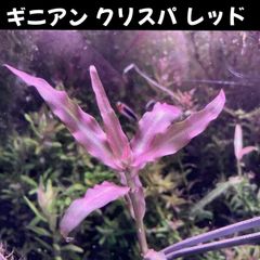 ギニアン クリスパ レッド  2本 水中葉  送料無料