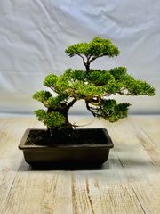 真柏　小品盆栽　しんぱく