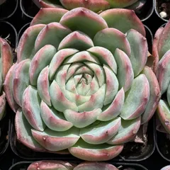 50株の抜き苗セット】粉月影(単頭) 多肉植物 佐川急便発送