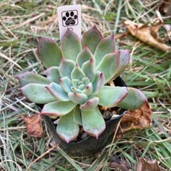 Coltes コルテス 抜き苗 多肉植物 モフ多肉 エケベリア