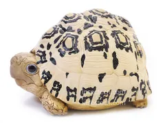 【動物の惑星】ヒョウモンガメ フィギュア