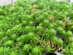 多肉植物 カット苗 セダム パープルヘイズ 15カット - メルカリ