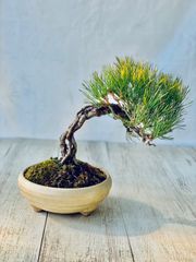 赤松　根上がり　盆栽　あかまつ　ねあがり