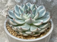 ❤ラブリーローズ錦❤✨白斑✨レア 葉挿しっ子