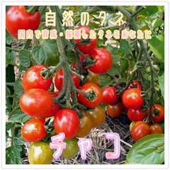 チャコ　ミニトマト 甘い プランター栽培 育てやすい 種 国内産　家庭菜園