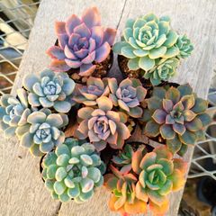 多肉植物 エケベリア 7種セット cc3 抜き苗 - メルカリ