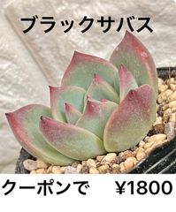ブラックサバス（小）  多肉植物 多肉 エケベリア 人気