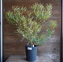 【現品】バンクシア・スピヌノーサ・ヘアピン（ヘアピンバンクシア）8号　あM番 観葉植物 鉢花 苗：バンクシア スピヌロサ* ヘアピンバンクシア