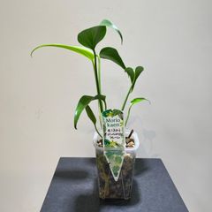 モンステラ　バールマルクスフレーム　抜き苗