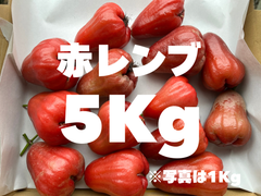 ※希少果物 〈赤レンブ〉5Kg(50個前後)