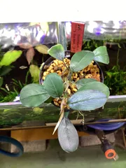 2025年最新】ブセファランドラ ブルーメロンの人気アイテム - メルカリ