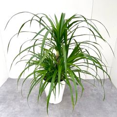 ドラセナ　カンボジアーナ　16【現品】☆希少☆   観葉植物   室内　大型