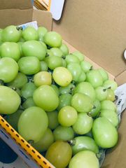訳あり加工用粒シャインマスカット 長野県約1㌔  フルーツ　ぶどう　シャインマスカット　送料無料