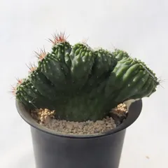 2025年最新】岩石獅子の人気アイテム - メルカリ