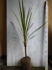 ニオイシュロラン①（ふう様専用ページ）