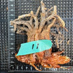 【11】 ケラリア・ピグマエア（ベアルート株） 塊根植物　アフリカのサムネイル