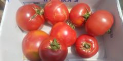 セミドライトマト  140g 程度