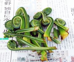 予約　天然山菜　コゴミ２ｋｇ（大小バラ詰め）