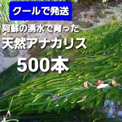 わき芽つき 200本以上クール発送 阿蘇の湧水で育った水草 天然アナカリス - メルカリ