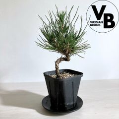 三河黒松 盆栽 苗 クロマツ くろまつ ポット苗