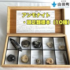 アンモナイト・頭足類標本（10種）　ウチダ　【osw-064】