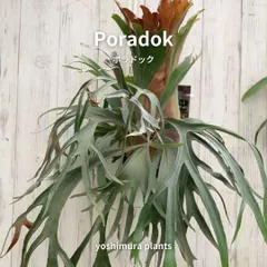 T*迎様 マウントルイス×ビフルカツム　子株大量 P.Peka(P.Mt Lewis x bifurcatum) | naturefix