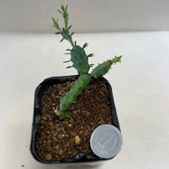多肉植物　ユーフォルビア　グロボーサ玉鱗宝