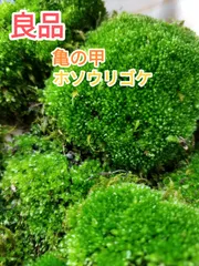 鬼若丸様専用 ホソウリゴケ 地衣類 孔雀苔