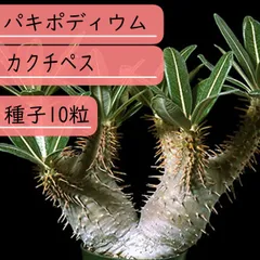 2024年最新】種子10粒 パキポディウムの人気アイテム - メルカリ