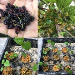 ⭐️クワ苗1鉢⭐️美味しい山桑の木　野生種マルベリー苗　くわ苗　山桑苗