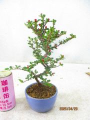 [讃岐屋緑兵衛] 小品盆栽 ベニシタン (43165均釉丸鉢)全高：26㎝ 宅配便発送